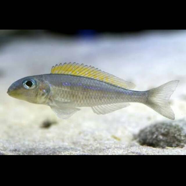 Xenotilapia Flavipinnis Callochromis Pleurospilus Cichlid Lake Tanganyika