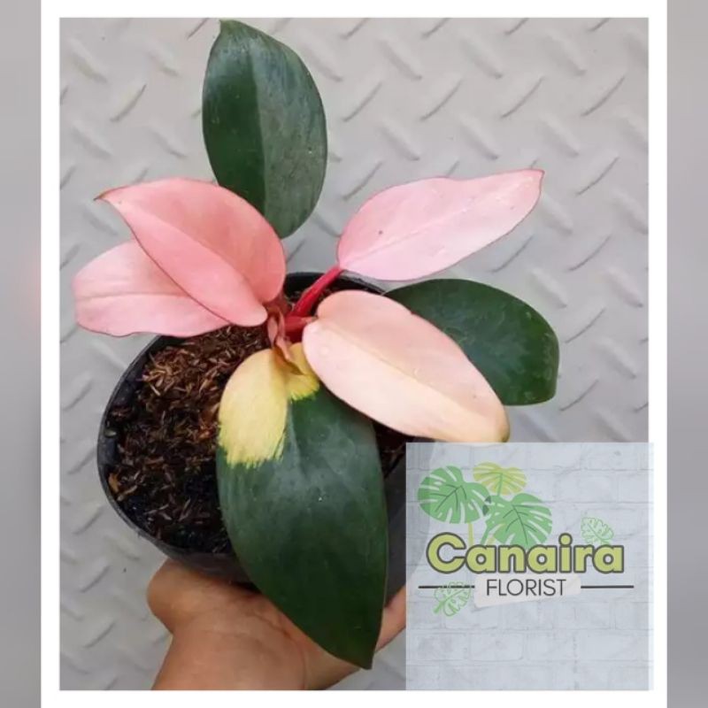 Bibit Tanaman Hias Philodendron Pink Compart Congo