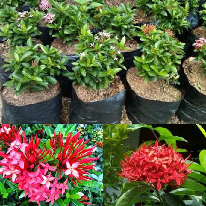 BIBIT TANAMAN BUNGA SOKA TANAMAN HIDUP