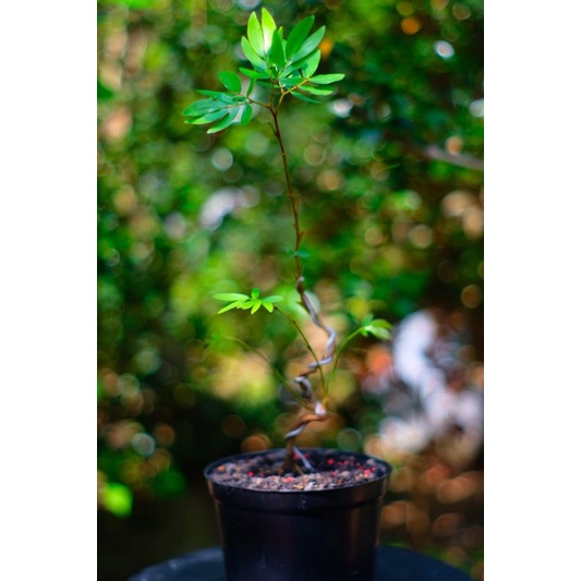 BIBIT BONSAI KALIANDRA SULIMARAJA