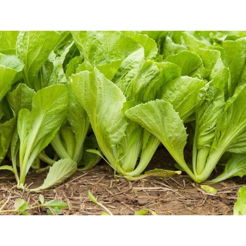 Benih Sawi Pahit Head Mustard - Benih Sayur