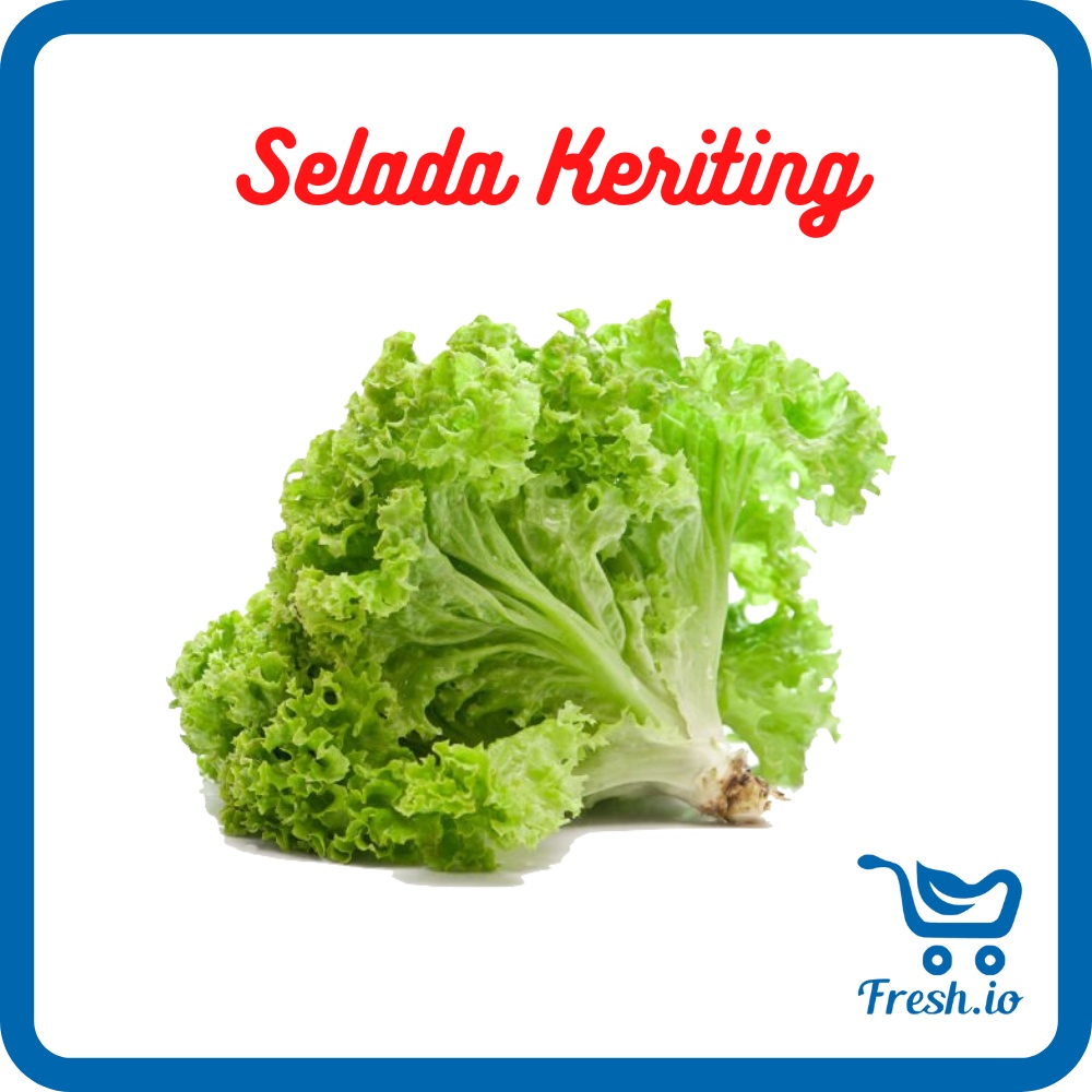

Selada Keriting