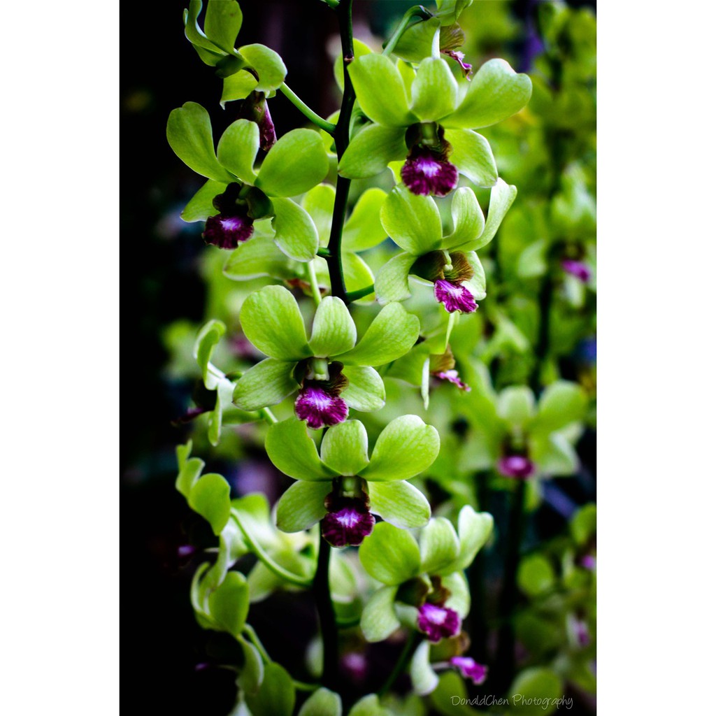 Anggrek Dendrobium Burana Jade