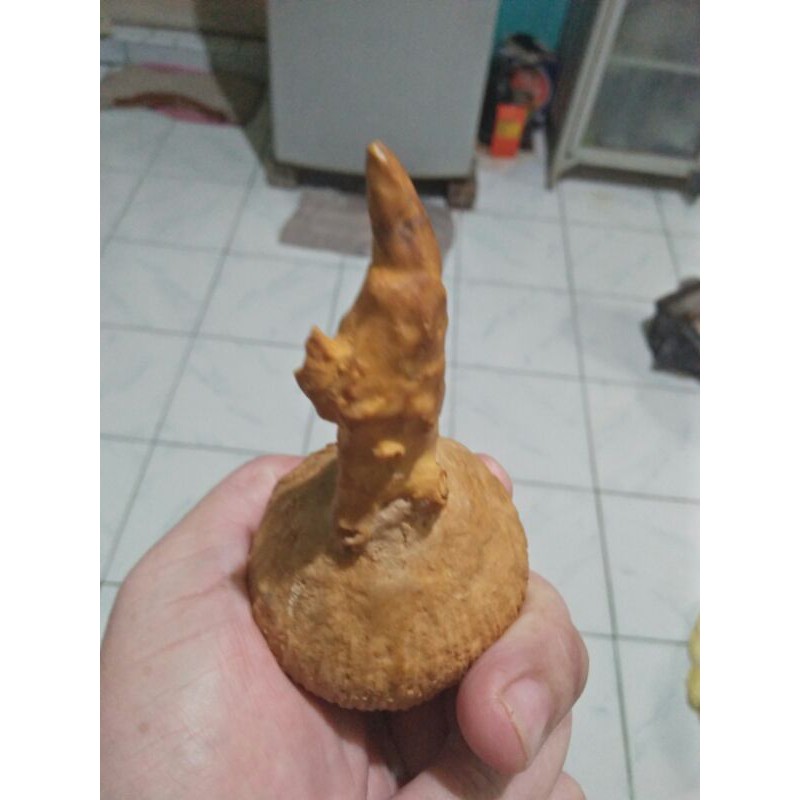 

kentos kelapo jos