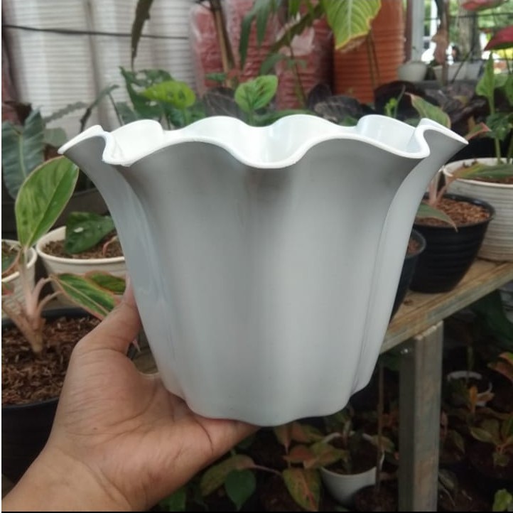 GROSIR POT Bunga Kb Shallom Primadona 20 Putih / Pot plastik