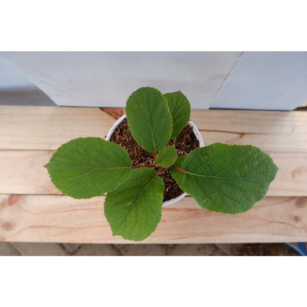 Buah Kiwi - Actinidia Deliciosa - Tanaman Buah