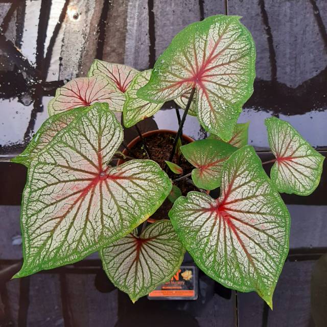 Tanaman Hias Caladium Keladi Hias Srikandi Shopee Indonesia