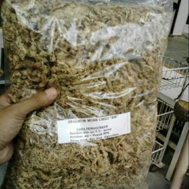 Media anggrek spagnum mos chile atau mos putih