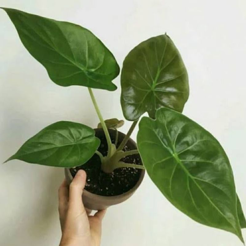 alocasia wentii - alokasia - Tanaman daun