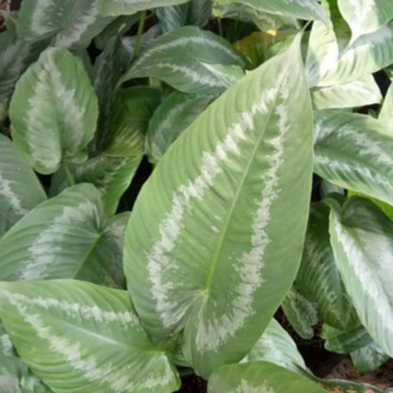 Homalomena Andromeda Muraah