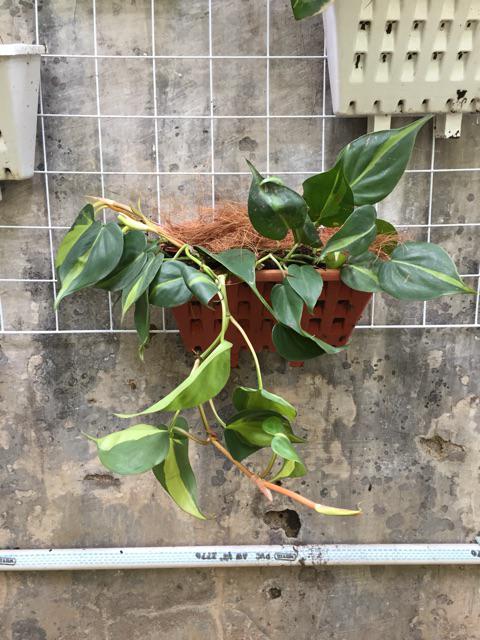 Tanaman Hias Philodendron Brazil