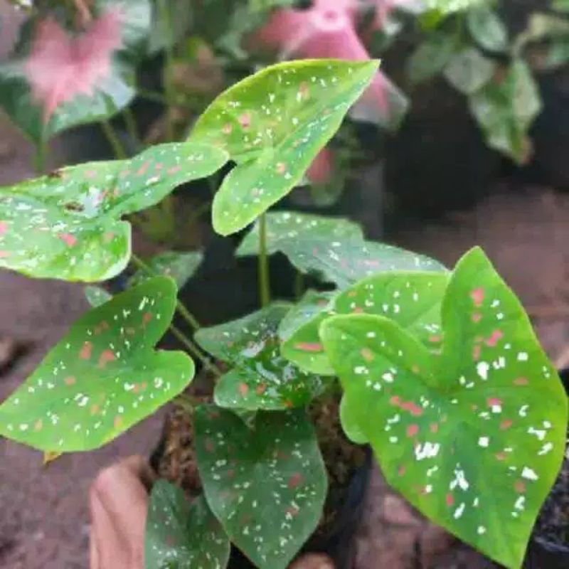 keladi tri colour / keladi totol merah putih / keladi / tanaman hias