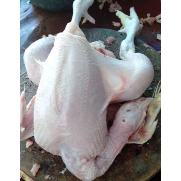 

Ayam Potong Kecil / 1ekor / 0,8 Sd 1kg