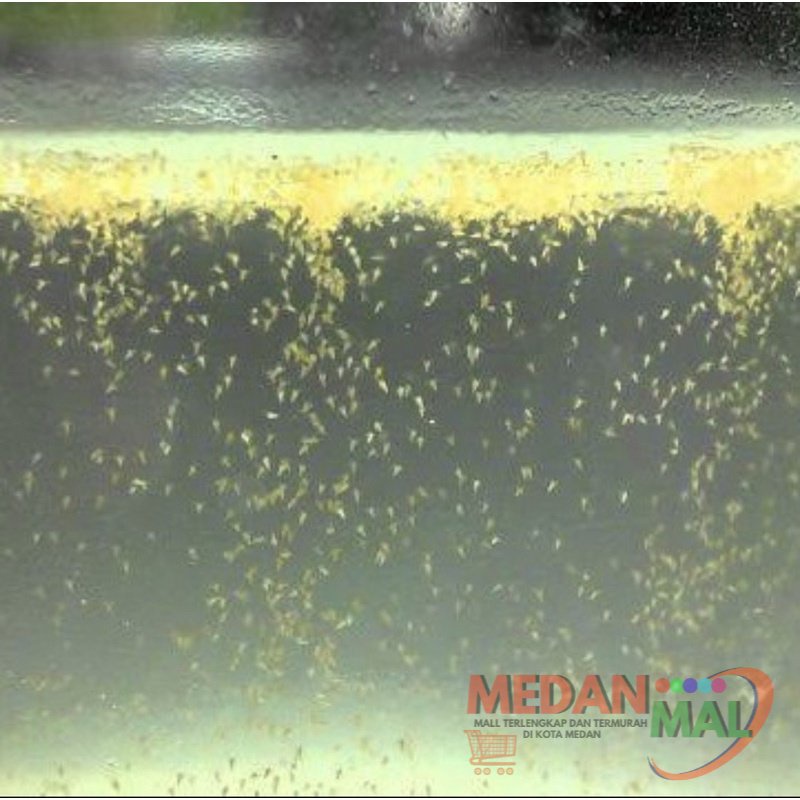 Artemia Hidup Pakan Ikan Hias untuk Burayak