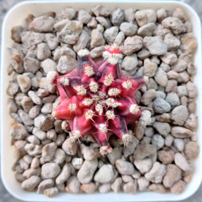 Kaktus Miha Flamingo | Gymnocalycium Mihanovichii Variegata | Flamingo | Gymno | Miha | Var