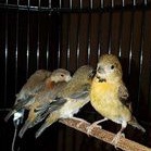 BURUNG REDSISKIN ANAKAN BETINA