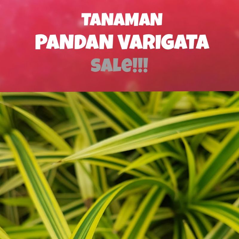 Tanaman Hias Pandan  Varigata Bisa Cod