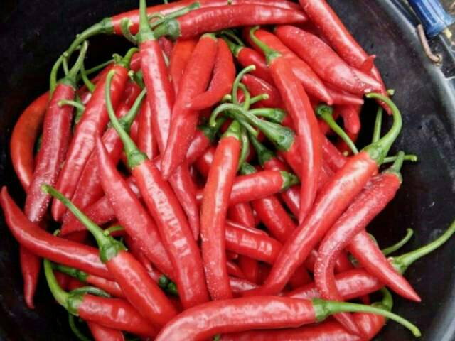 isi 25 butir) benih biji Cabe Merah Besar PILAR F1 (tahan panas) Panex Darmais