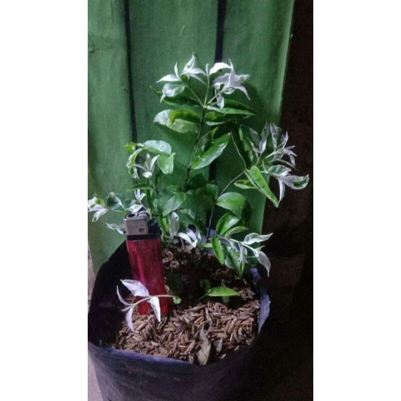 Bibit Bahan Bonsai Anting Putri Salju/Varigata