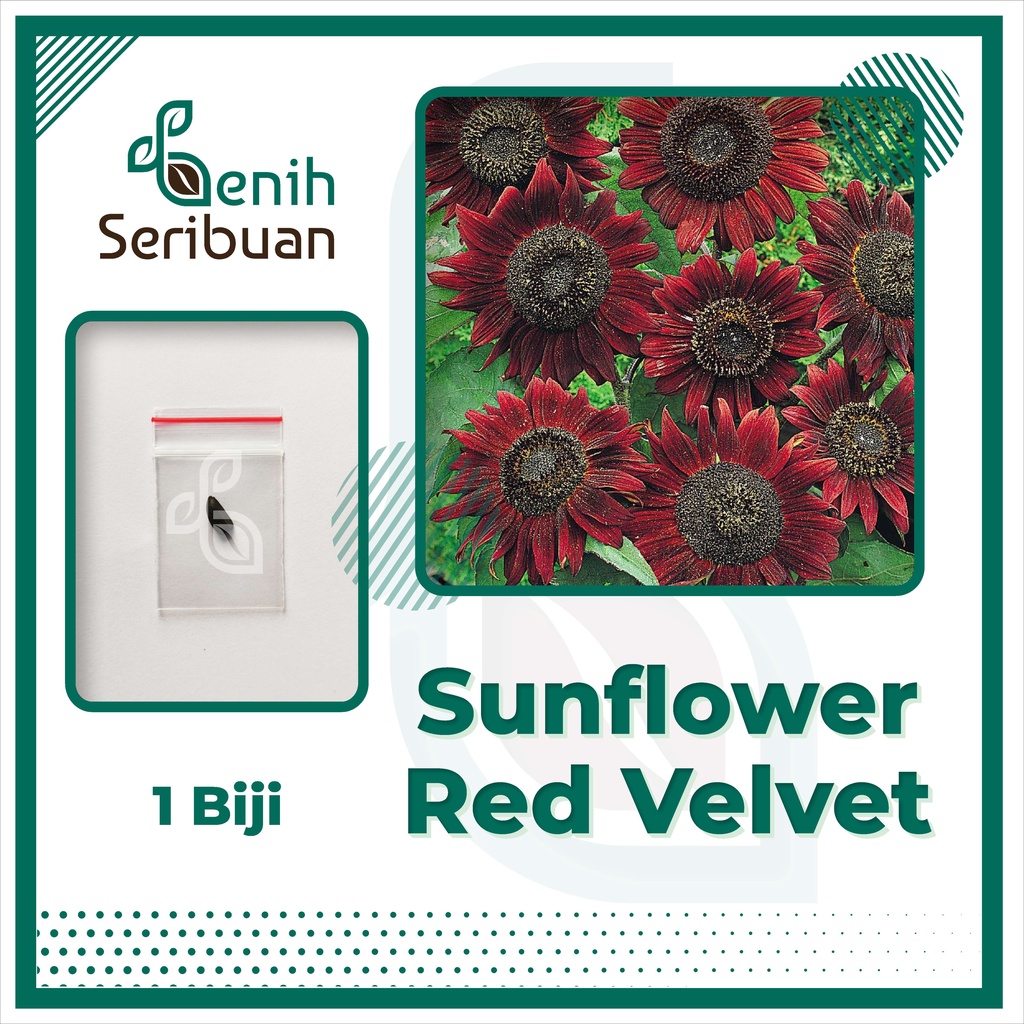 BS-BYL Bibit Bunga Benih Tanaman Bunga Hias Matahari Mawar Aster Vinca Krisan Telang Sunflower Krokot Lavender Marigold Zinnia-SUNFLOWER RED VELVET
