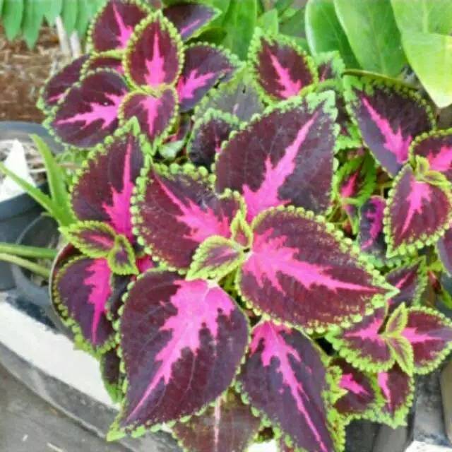 Tanaman hias miana batik - pohon miana batik