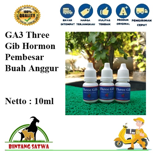GA3 Three Gib Hormon Tanaman Anggur