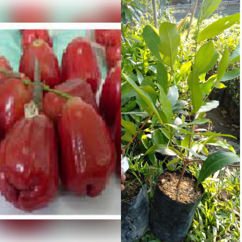 Bibit jambu madu dehli merah