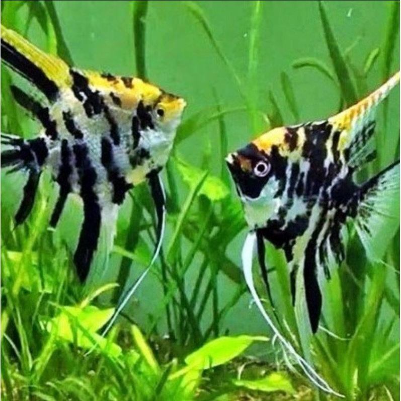 ikan hias manfish aquascape