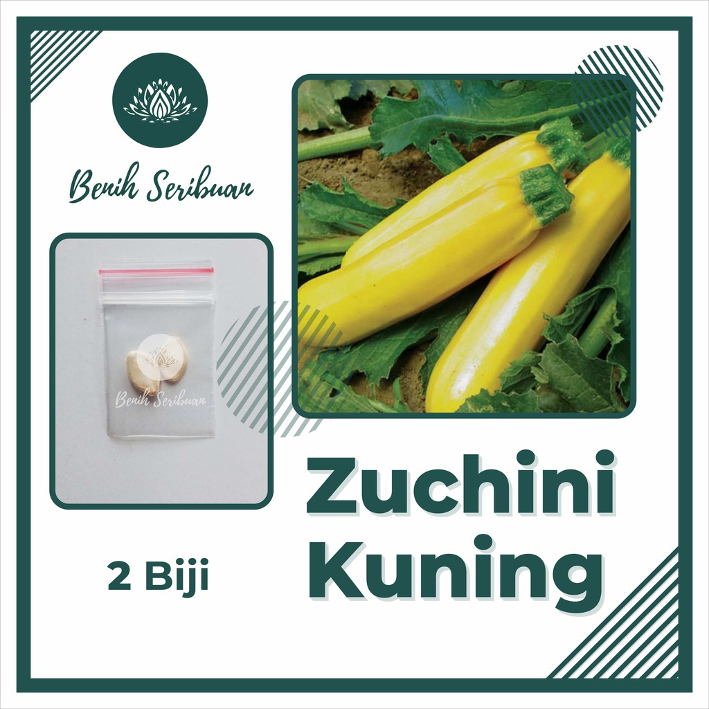 2 Bibit Zucchini Kuning Golden Cherub F1 Hibrida Benih Sayuran Timun Jepang Zuchini Tanaman Sayur