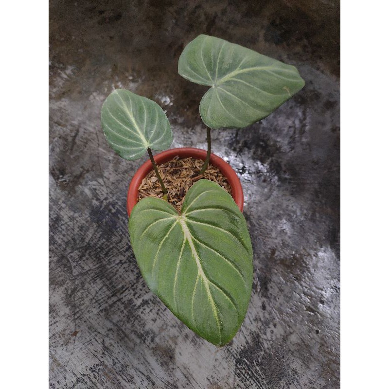 gloriosum dark form