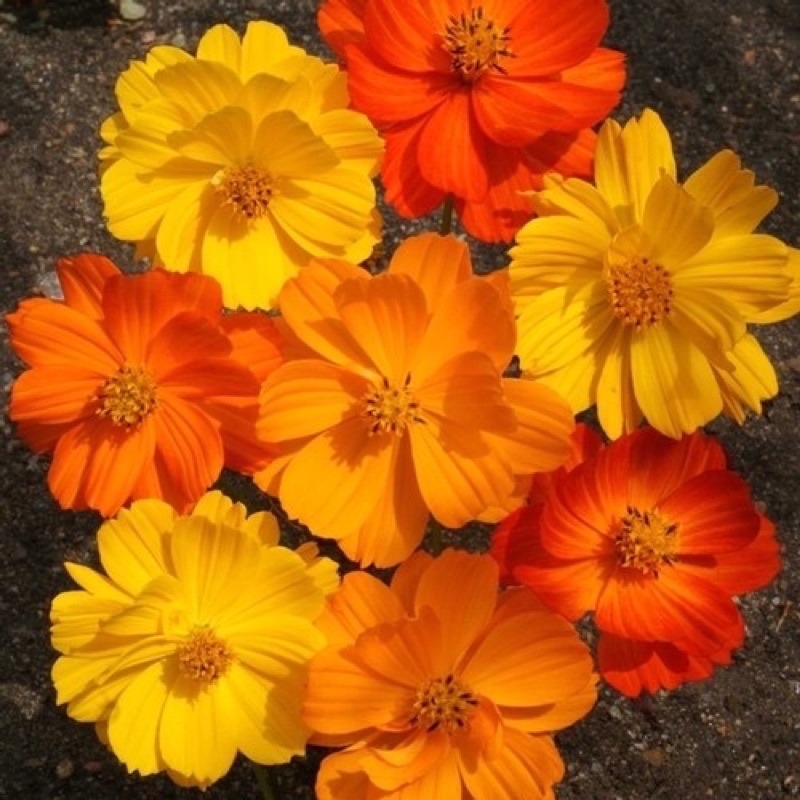 Amefurashi 1 Benih/Bibit/Seed Bunga Cosmos Bright Lights Mix Bunga Orange &amp; Kuning