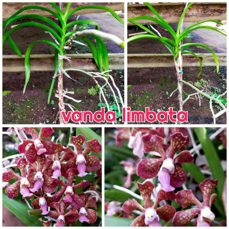 anggrek Vanda limbata