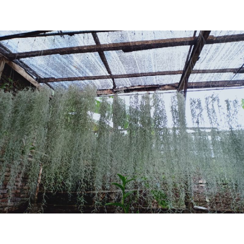 Jenggot musa/ spanish moss