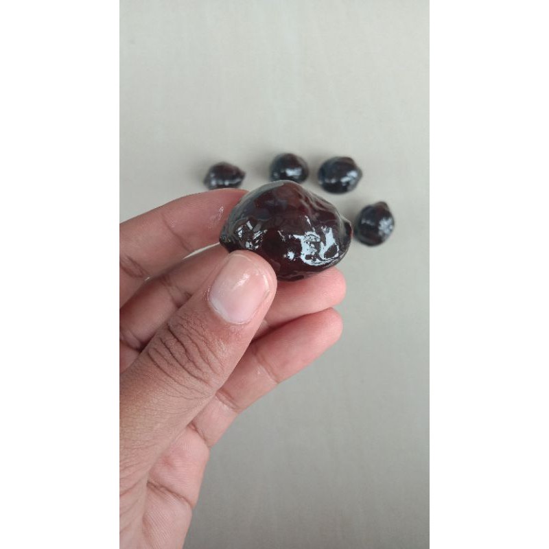 Muncang adu jenis Yanti SB setan bintang