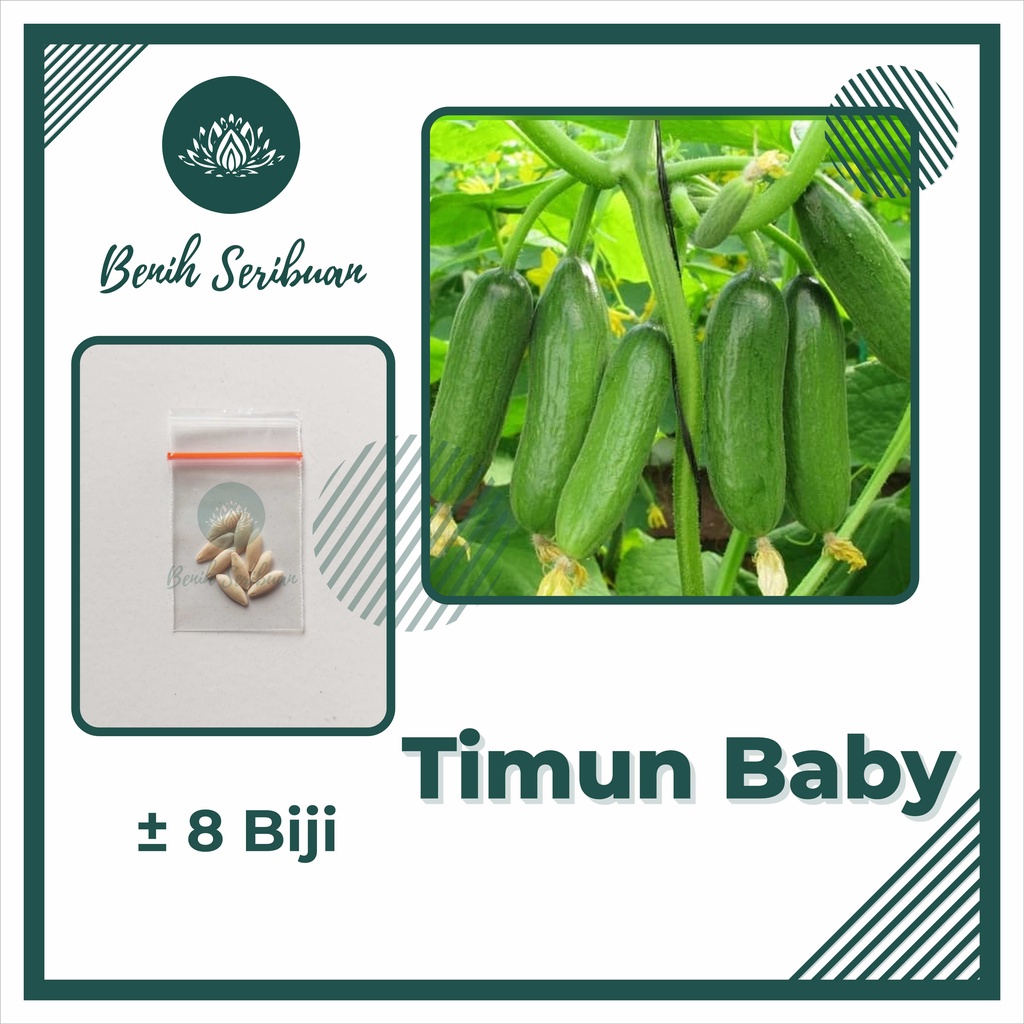 BS-BYL Bibit Sayuran Benih Sayur Buah Hibrida Unggul Buncis Cabe Rawit Bawang Jagung Kacang Lobak Pare Oyong Timun Terong Tomat Wortel dll-TIMUN BABY