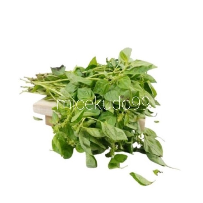 

DAUN KEMANGI SEGAR / FRESH LOCAL BASIL