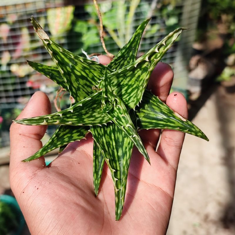 Aloe jucunda sukulen / Aloe mini