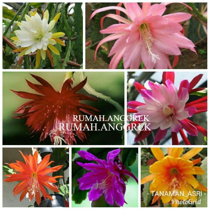 Paket 7 Wijaya Kusuma Tanaman Hias - Tanaman Hias Hidup - Bunga hidup - Bunga hias