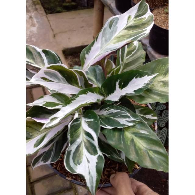  Gambar Bunga Tradescantia Zebrina Gambar Ngetrend dan VIRAL