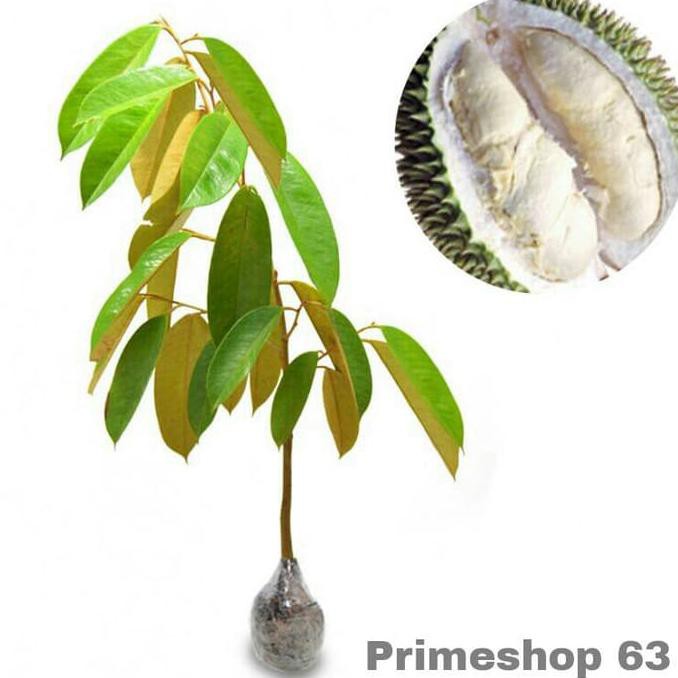 TULEN BIBIT DURIAN AJIMAH ORIGINAL