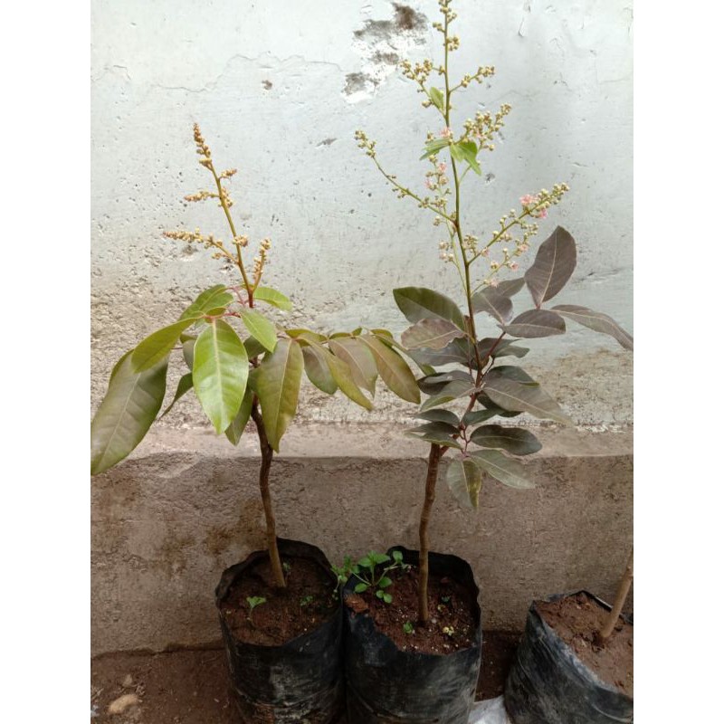Bibit Kelengkeng Merah Berbunga
