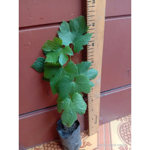 Anggur Banana - Aksesoris Anggur Banana Kualitas Terbaik