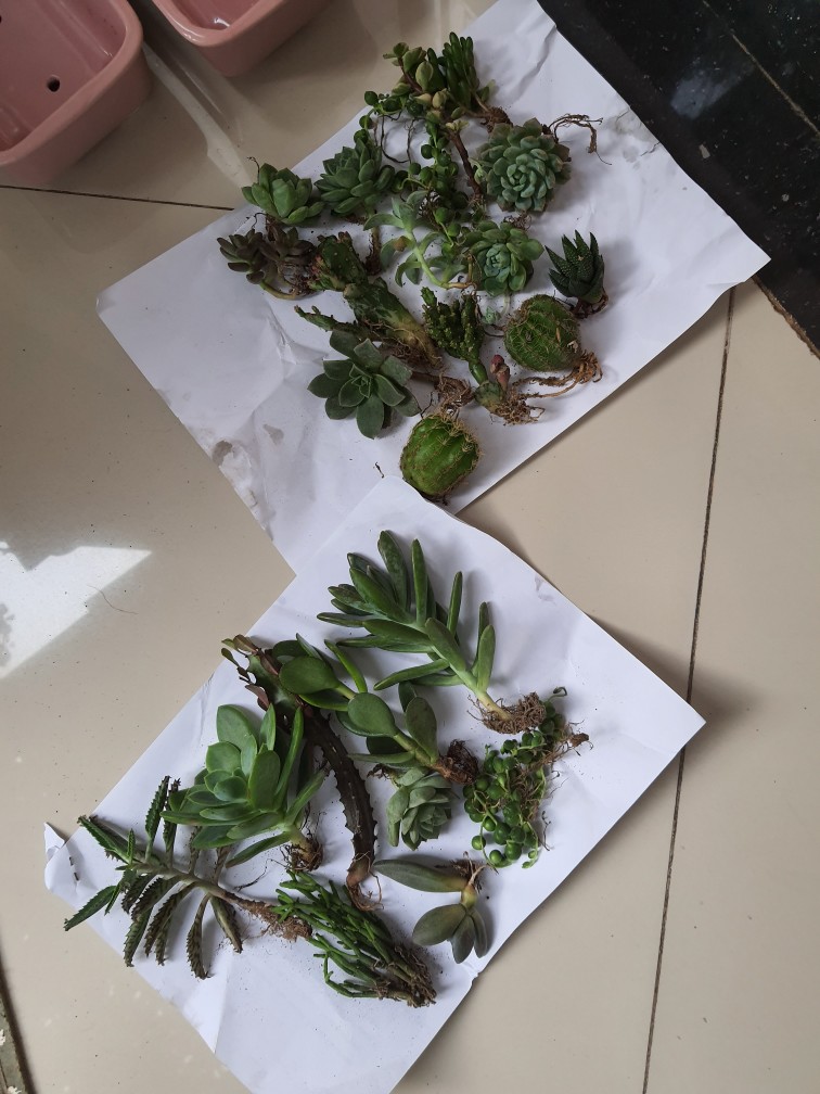 Kaktus Opuntia Vulgaris Variegata