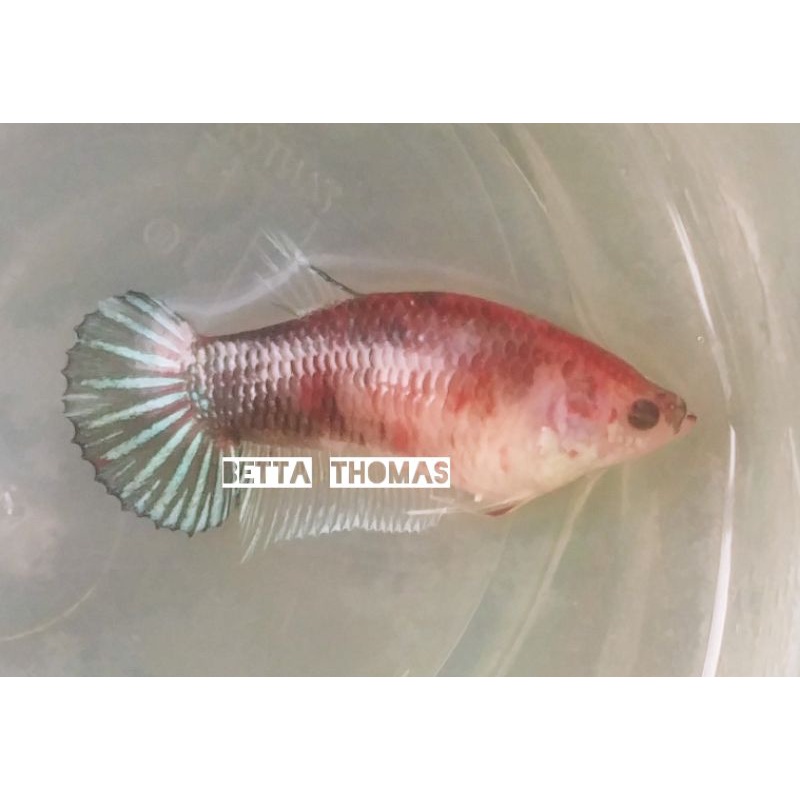 Cupang female red koi copper