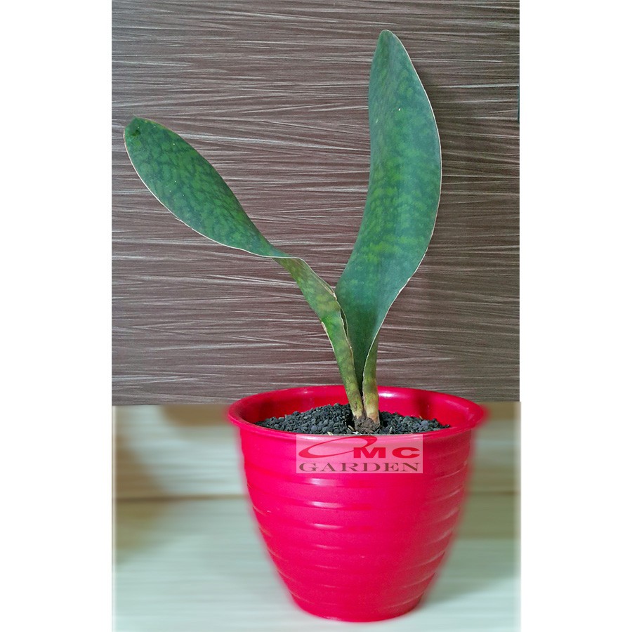 Lidah Mertua Sansevieria Sansivera Sansiviera Sensiviera Masoniana Gian Centong Jumbo LM-MS-001