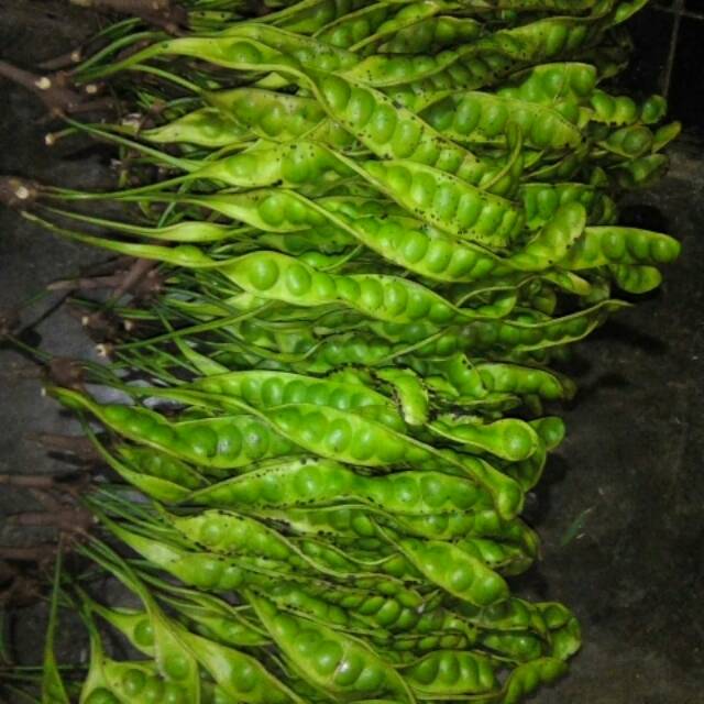 

Petai hasil kebun sendiri,,, harga yang tertera per batang