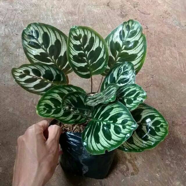 Tanaman hias calathea makoyana peacock kalatea