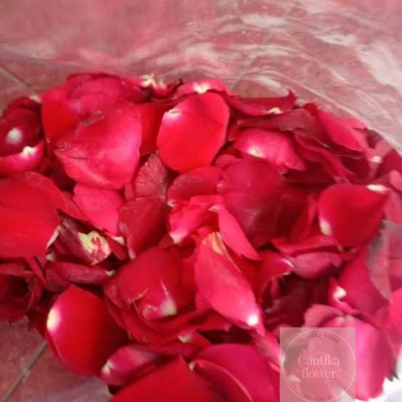 rose petals/kelopak bunga mawar merah asli