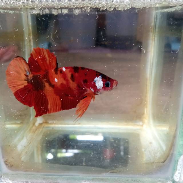 Cupang Nemo