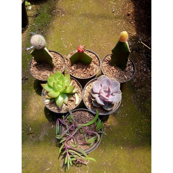 kaktus sekulen paket 6pcs + freepot + mediatanam